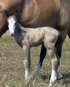 Poulain aqha buckskin yeux bleus