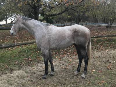 Hongre arabe 9 ans loisirs