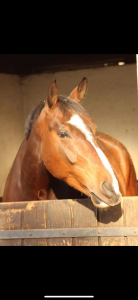 Cheval à vendre quinoto bois margot x le tot de semilly
