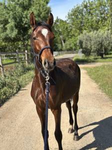Poulain à vendre