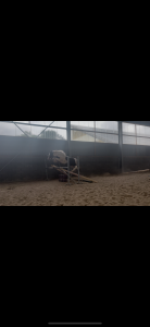 Super poney par dragibus du rouget 