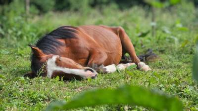 Poney welsh pb