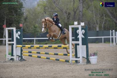 IN VENDITA PONY SALTO OSTACOLI ⭐️