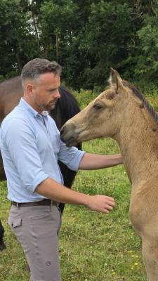Foal z isabelle