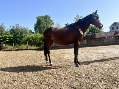 Ponette onc 