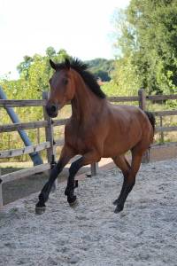 6 anni femmina super saltatrice