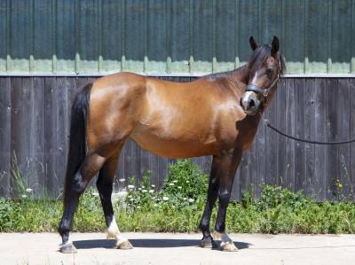 Ponette dsa de sport, 6 ans, 148 cm – direct éleveur