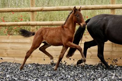 Poulain lusitano sport 