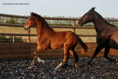 Poulain lusitano sport