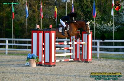 Cavallo da salto