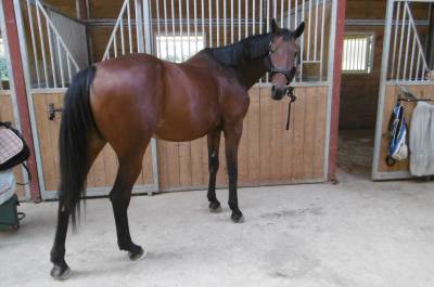 Céde jument trotteuse de 18 ans