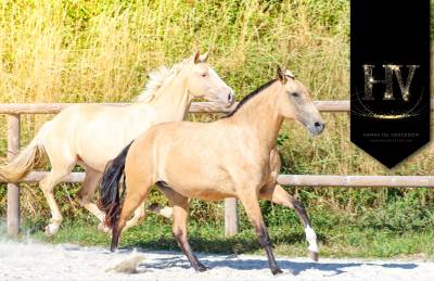 Potranca Lusitano En venta 2023 Isabelo por Jasmim plus