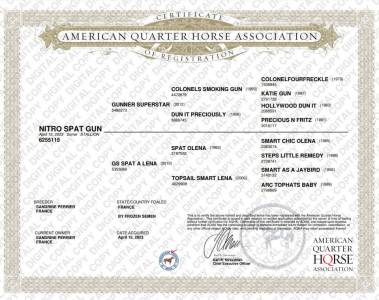 Quarter horse entier 2023