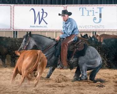Quarter horse hongre 2023