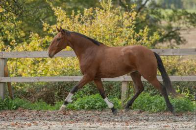 Castrone lusitano in vendita 2019 baio ,  escorial