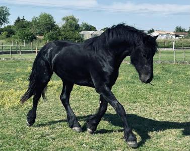à vendre frison de 6 ans