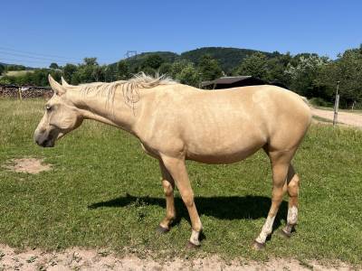 Pouliche palomino