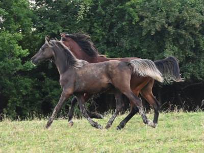 Poulain arabe x rocky mountain black silver 1 an