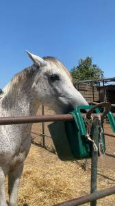 Vendo pony 13 anni