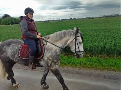 Cheval pour toute activité