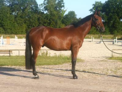 Caballo castrado silla francés en venta 2021 bayo por rigoletto ls