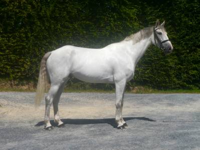 Gelding selle français for sale 2020 grey