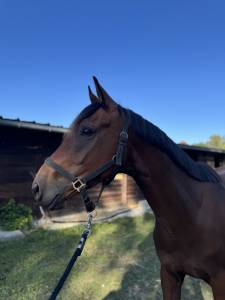 Cheval 3 ans