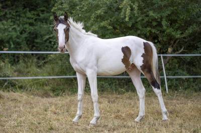 Poulain de 1 an a vendre 
