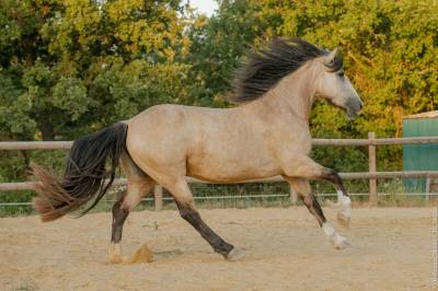 Pouliche 4 ans isabelle irish x ibérique
