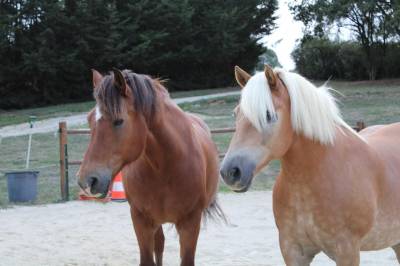 Chevaux à vendre