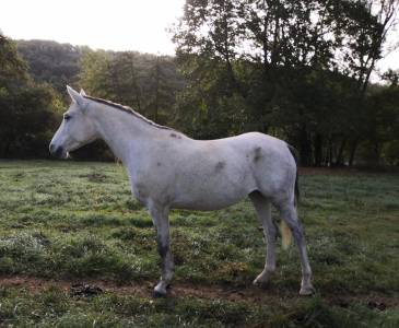 Pure sang arabe poulinière débourrée 10 ans
