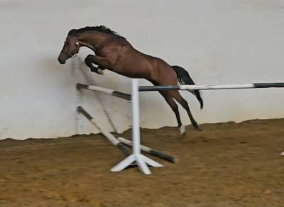 Poneys d sport 4 ans