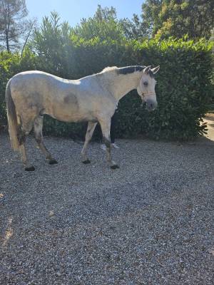 Cheval espagnol pure race