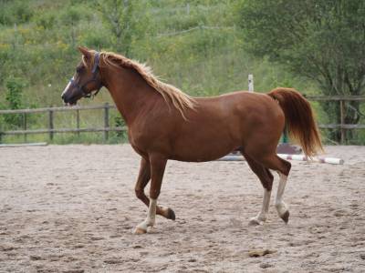 Cheval pur sang arabe. 