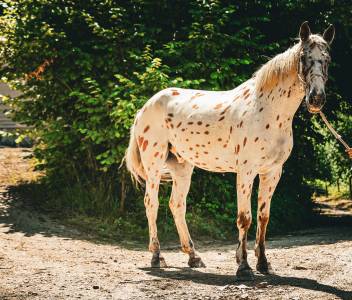 Cheval de sport d’avenir avec un cœur en or