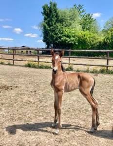 Psl filly by ofensor mac x escorial
