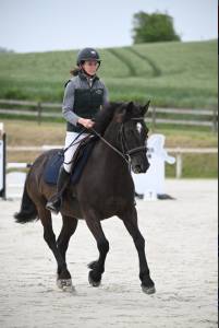Poney connemara pp 11 ans vendre/louer