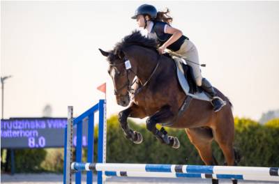 13 year old seasoned horse!