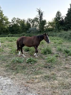 Ponette new forest de croisement 