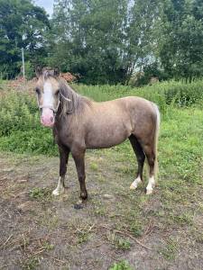 Ponette 2 ans pleins papier welsh 