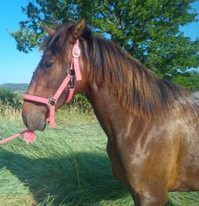 Petite pouliche pure race espagnole