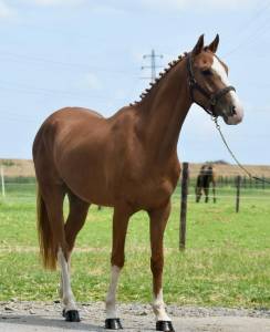 Poney de sport belge 4 ans 