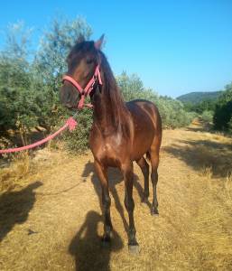 Jument pure race espagnole