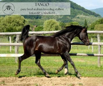 Stallone purosangue arabo in vendita 2015 nero ,  triton bp
