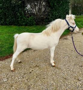 Cheval miniature amha