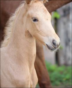 Superbe pouliche palomino origines sport cso dressage
