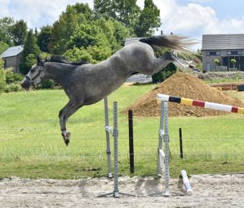 SUBLIME JUMENT DE SPORT DE 3 ANS 