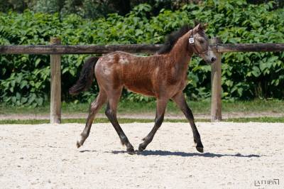 Foal connemara m origines solides en show et en sport