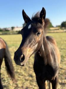 Poulain male futur poney d