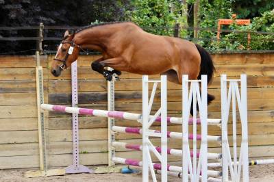 Jument sf originel 4 ans par rock' n roll semilly